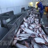 Chế biến cá tra xuất khẩu tại Công ty trách nhiệm hữu hạn Công nghiệp Thủy sản miền Nam. (Nguồn: TTXVN)