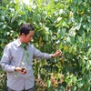 Vườn Sachi của người dân trồng tại Gia Lai phát triển tốt, sản lượng cao, bình quân đạt 1-1,5 tấn hạt khô/ha năm thu bói. (Ảnh: Dư Toán/TTXVN)