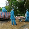 Lực lượng chức năng huyện biên giới An Phú (An Giang) đưa lợn bệnh đến điểm tiêu hủy. (Ảnh: Thanh Sang/TTXVN)