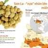 [Infographics] Sơn La - 'vựa' nhãn lớn nhất ở khu vực miền Bắc