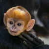 Chú khỉ con thuộc giống hiếm mới chào đời tại vườn thú Australia. (Nguồn: AFP)