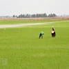 Chăm sóc lúa tại huyện Hòn Đất, Kiên Giang. (Ảnh: Lê Huy Hải/TTXVN)