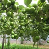 Vườn táo xanh Ninh Thuận chuẩn bị cho thu hoạch. (Ảnh: Nguyễn Thành/TTXVN)
