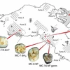 Bản đồ các địa điểm khai quật trong hang động Manot với chỉ dẫn về vị trí của những chiếc răng 40.000 năm tuổi. (Nguồn: timeofisrael)