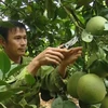 Người dân huyện Mai Sơn, tỉnh Sơn La chăm sóc, cắt tỉa cành cho trái bưởi da xanh đạt chất lượng. (Ảnh: Nguyễn Cường/TTXVN)