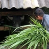 Gia đình anh Má A Câu, thôn Sa Pả, huyện Sa Pa chăm sóc đàn trâu trong những ngày đông giá rét. (Ảnh: Quốc Khánh/ TTXVN)