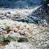Đến thung lũng mận Mu Náu ở cao nguyên Mộc Châu, Sơn La, du khách sẽ được chiêm ngưỡng bức tranh thiên đường trắng tinh khôi của hoa mận. (Ảnh: Thành Đạt/TTXVN)