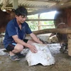 Hòn đá nặng 20kg rơi xuống làm gãy chân gia súc nhà ông Hồ Sỹ Tưởng cách mỏ đá 400m. (Ảnh: Nguyễn Oanh/TTXVN)