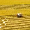 Nông dân huyện Vị Thủy (Hậu Giang) thu hoạch lúa Đông Xuân 2019-2020, năng suất trung bình đạt gần 7,5 tấn/ha. (Ảnh: TTXVN)