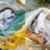 Toàn bộ 630kg động vật bốc mùi hôi thối vận chuyển bằng xe khách bị Cảnh sát giao thông Nghệ An bắt giữ. (Ảnh: TTXVN)