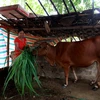 Chị Lương Thị Thái (thôn Pạt, huyện Bá Thước) với con bò giống được Viettel tặng làm sinh kế. (Ảnh: Nguyễn Phương/Vietnam+)