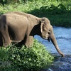 Môi trường tự nhiên giúp đàn voi sinh trưởng phát triển tốt hơn. (Ảnh: Dương Giang/TTXVN)