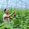 Anh Nguyễn Sĩ Hưng, xã Kiến Quốc, huyện Kiến Thụy, trồng dưa trong nhà kính theo công nghệ của Israel. (Ảnh: Minh Thu/TTXVN)