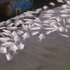 Cá chim chết nổi trắng tại bè nuôi của gia đình anh Nguyễn Văn Vinh, tại tiểu khu 3, sông Chà Và, khiến gia đình anh thiệt hại khoảng gần 1 tỷ đồng. (Ảnh: Hoàng Nhị/TTXVN)
