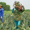 Ảnh minh họa. (Nguồn: Vietnam+)