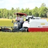 Công ty Cổ phần Tập đoàn Lộc Trời thu hoạch lúa trong vùng nguyên liệu tại xã Định Thành, (Thoại Sơn, An Giang). (Ảnh: Công Mạo/TTXVN)