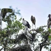 Vườn Quốc gia Tràm Chim ở huyện Tam Nông (Đồng Tháp) là khu Ramsar thứ 2.000 của thế giới, là một trong 8 khu vực bảo tồn các loài chim quan trọng nhất của Việt Nam với hơn 100 loài động vật có xương sống, 40 loài cá và 147 loài chim nước. (Ảnh: Minh Đức/