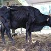 Hình ảnh bò tót lai thế hệ F1 gầy trơ xương vì đói. (Ảnh: Nguyễn Thành/TTXVN)