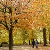 Sắc Thu vàng trong công viên ở Brussels, Bỉ, ngày 26/10/2020. (Nguồn: THX/TTXVN)