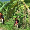 Gia đình chị Giàng Xa Ninh, xã Ma Li Pho, huyện Phong Thổ có 2ha chuối, mỗi năm thu hoạch hơn 100 triệu đồng. (Ảnh: Việt Hoàng/TTXVN)