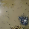 Cá trong ao của người dân tại bản Bó, phường Chiềng An, thành phố Sơn La, nổi lên nghi do ô nhiễm nguồn nước. (Ảnh: Hữu Quyết/TTXVN)