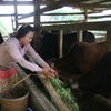 Người dân xã Tà Mung, huyện Than Uyên (Lai Châu) đã xây dựng chuồng trại, chăn nuôi tập trung. (Ảnh: Quý Trung/TTXVN)