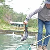 Ông Khuất Duy Vinh, người nuôi cá tầm tại Lâm Đồng có nhiều sản lượng cá chưa thể xuất bán do bị cạnh tranh bởi cá ngoại nhập. (Ảnh: Nguyễn Dũng/TTXVN)