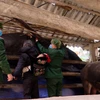 Bộ đội Đồn biên phòng Y Tý (Bát Xát, Lào Cai) giúp dân che chắn chuồng tránh rét cho đàn trâu. (Ảnh: Quốc Khánh/TTXVN)
