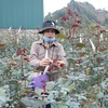 Nông dân vùng trồng hoa hồng xã San Thàng, thành phố Lai Châu chăm sóc hoa phục vụ Tết. (Ảnh: Nguyễn Oanh/TTXVN)