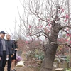Còn hai tuần nữa đến Tết Tân Sửu, nhiều khách hàng đã đến tận vườn chọn những cây đào ưng ý nhất về chơi Tết. (Ảnh: Hoàng Hiếu/TTXVN)