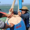 Ngư dân phường Xuân Thành đưa ruốc từ thuyền lên cảng. (Ảnh: Phạm Cường/TTXVN) 