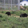 Các cá thể gấu sau khi được cứu hộ được sống ở môi trường bán hoang dã. (Ảnh: Đức Phương/TTXVN)