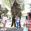 Du khách chụp ảnh kỷ niệm với voi tại khu du lịch Hồ Lắk. (Ảnh: Nguyễn Tuấn Anh/TTXVN)