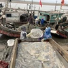 Vận chuyển sứa tại cảng cá Hoằng Trường, huyện Hoằng Hóa. (Ảnh: Khiếu Tư/TTXVN)