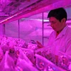 Ông Phan Quốc Chính, Phó giám đốc Trung tâm Ứng dụng khoa học và công nghệ Lâm Đồng, chủ nhiệm đề tài bên trong phòng thí nghiệm nuôi cấy mô lan Giả hạc Di Linh. (Ảnh: Nguyễn Dũng/TTXVN)
