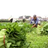 Thu hoạch rau xanh tại Hà Nội. (Ảnh: Vũ Sinh/TTXVN)