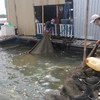 Tồn hàng, nhiều hộ nuôi cá lồng bè trên sông Chà Và rơi vào khó khăn