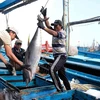 Ngư dân Khánh Hòa đánh bắt cá ngừ đại dương. (Ảnh: TTXVN)