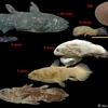 Cá hóa thạch Coelacanth. (Nguồn: AP)