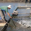 Anh Trần Quang Phú tại xã An Ngãi (Long Điền, Bà Rịa-Vũng Tàu) kiểm tra cá mú nuôi trong ao. (Ảnh: Hoàng Nhị/TTXVN)