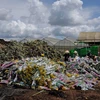Hàng trăm ngàn cành hoa của Công ty TNHH Dalat Hasfarm và nông dân Đà Lạt vừa bị tiêu hủy do không thể xuất khẩu sang Australia vì vướng quy định của Cục Bảo vệ thực vật về việc sử dụng hoạt chất Glyphosate từ ngày 1/7 này. (Ảnh: Nguyễn Dũng/TTXVN) 