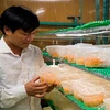 Anh Nguyễn Văn Tuấn kiểm tra đông trùng hạ thảo nuôi trong môi trường nhân tạo. (Nguồn: baotainguyenmoitruong.vn)