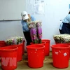 Quy trình xử lý sau thu hoạch ngâm cành hoa vào hoạt chất Glyphosate để tiệt mầm (theo quy định bắt buộc của Australia). (Ảnh: Nguyễn Dũng/TTXVN)