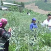 Vùng trồng atiso tại Sa Pa. (Nguồn: laocaitv.vn)