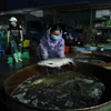 Tiểu thương chọn mua cá nước ngọt tại chợ đầu mối cá Sở Thượng. (Ảnh: Vũ Sinh/TTXVN) 