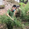 Lực lượng công an huyện Tam Dương, tỉnh Vĩnh Phúc tiến hành nhổ bỏ, thu giữ toàn bộ số cây cần sa trồng trái phép tại gia đình ông Nguyễn Văn Hội. (Ảnh: TTXVN phát)