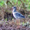 Vườn quốc gia Xuân Thủy trong Khu Dự trữ Sinh quyển Thế giới Châu thổ sông Hồng ghi nhận trên 220 loài chim di cư và chim nước, đặc biệt có 09 loài được ghi trong sách Đỏ Thế giới 