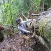 Những cây gỗ dổi cổ thụ cao, to đã bị đốn hạ, đường kính gốc cây từ 1 đến 1,6 mét. (Ảnh: TTXVN)