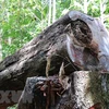 Liên tiếp nhiều cây gỗ lớn bị chặt hạ ở Quảng Ngãi. (Ảnh: Sỹ Thắng/TTXVN)