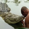 Cá sấu ở ngôi đền Sri Ananthapura. (Nguồn: odditycentral.com)